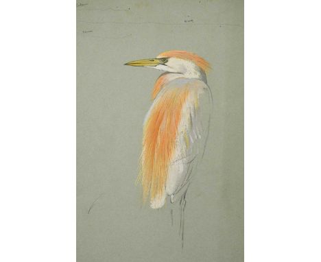 Archibald Thorburn FZS (Scottish, 1860-1935) Study of a Herongouache and pencil, unframed38 x 28cmProvenance:The studio colle