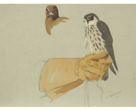 Archibald Thorburn FZS (Scottish, 1860-1935) Study of a hawk on a gloved handsigned lower right 'A. Thorburn'watercolour and 