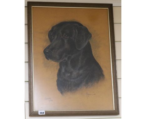 Marjorie Cox, pastel, portrait of a black Labrador "Sam", signed and dated 1984, 54 x 40cm