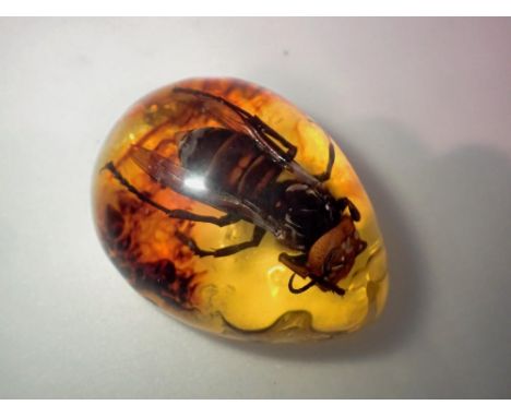 Large hornet preserved in amber tree resin. UK P&amp;P Group 1 (£16+VAT for the first lot and £2+VAT for subsequent lots)&nbs