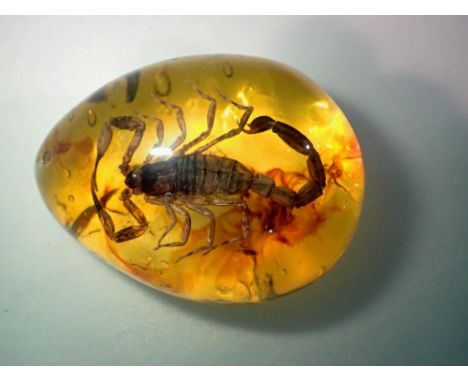 Scorpion preserved in amber tree resin. UK P&amp;P Group 1 (£16+VAT for the first lot and £2+VAT for subsequent lots)&nbsp; 