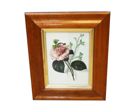 English School (19th century), Still life of a Rose, watercolour, approx. 14.3cm x 19.2cm, signed and dated Emma, 1835 in sha