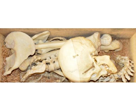A mid 20th century articulated half human skeleton with skull, articulated spine, half pelvis, foot, hand and ribs, in origin