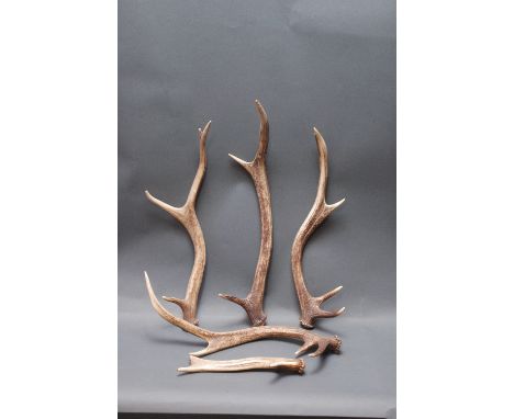 Taxidermy - 5 red stag antlers (stick making interest).  