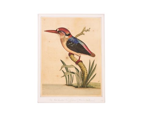 FREDERICK P. NODDER (1751-1800), FOUR PRINTS OF BIRDS From The Naturalist's Miscellany, by George Shaw, 1798-1813, four hand 
