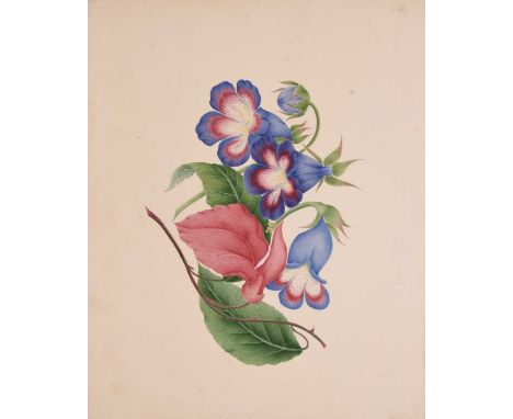 Chinese school, 19th century, a botanical studyWatercolour on paper.19cm x 23cmProvenance:From the estate of a distinguished 