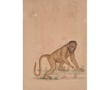 A Company School painting of a monkey, Mughal, 19th centuryInk and colour on paper.23cm x 16cmProvenance:From the estate of a
