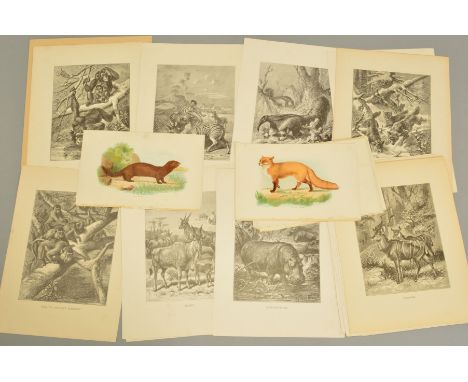 VINTAGE ANIMAL PRINTS, twenty seven large black and white with ten small colour illustrations