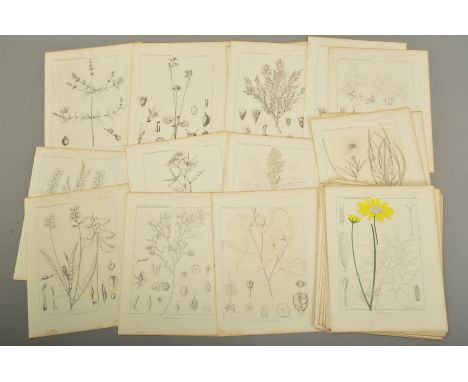 BOTANICAL PRINTS, seventy two vintage prints