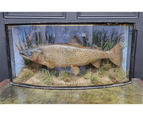 Taxidermy: an impressive Brown Trout, inscribed 'Caught by R Reynell on the dap, in Lough Corrib, June 11th 1914, Weight 13lb