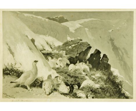 After Archibald Thorburn, signed print, "Winter Grouse".  33 cm x 47 cm, framed. 