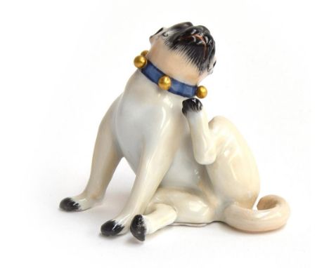 A Meissen model of a pug dog, after J J Kändler, seated on his haunches with head turned scratching his chin, wearing a blue 