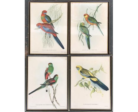 After John Gould and Henry C. Richter, four lithograph bird studies, Platycercus Pennanti; Platycercus Icterotis; Psephotus P