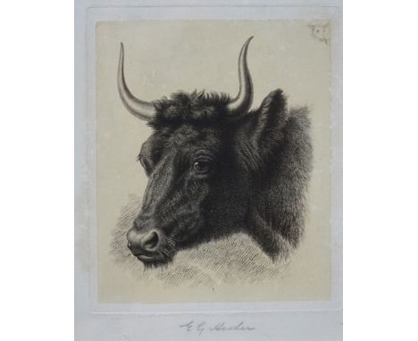 E G Hesler (fl 1930-1970) - Heza study of a steer, etching, pencil signed in the margin, 16.5 x 13.5 cm
Prov:  Col JWS Buller