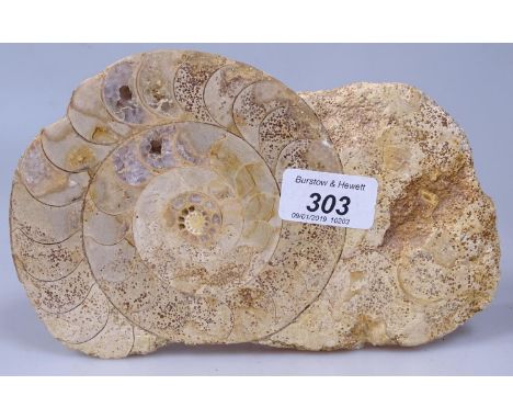 An ammonite fossil, length 7.75"