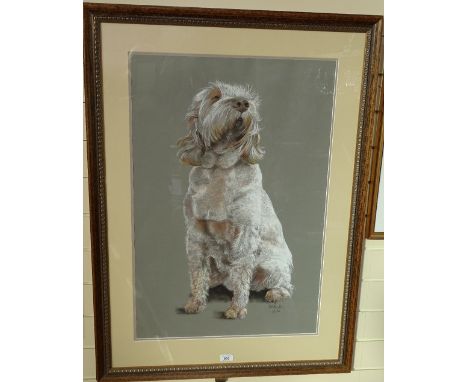 Will Taylor, pastel / chalk drawing, portrait of a Spinone (Italian hunting dog), signed and dated 2006, 31" x 21", framed