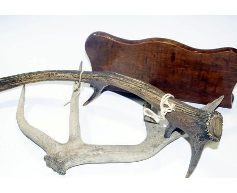 A folding oak shelf, and two Stag antlers.