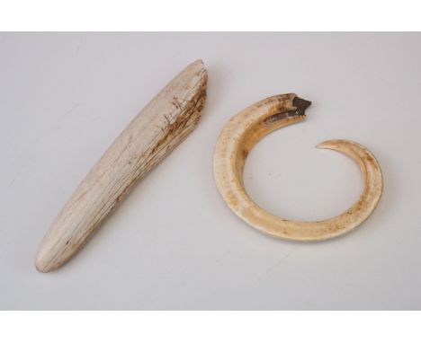 Two vintage Walrus (Odobenus Rosmarus) teeth. Cities Certificate Not Required. 
