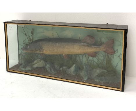 Taxidermy: an early 20th century Pike, in naturalistic setting with rock work ground and grasses, set against a light blue pa