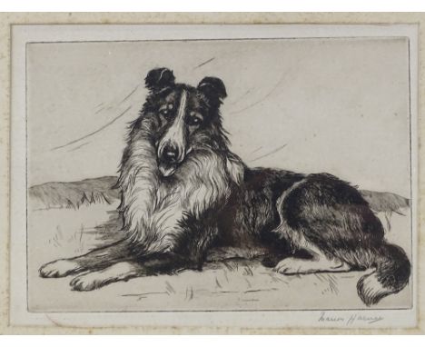 Marion Harvey, etching, Collie dog, signed in pencil, plate size, 6" x 8.5", framed 