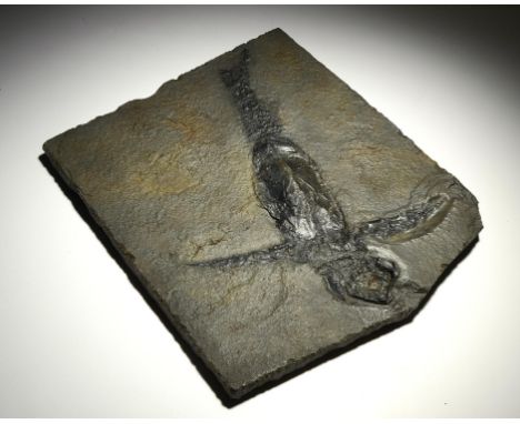 Fossils: An old Red sandstone fossil fish plaque&#44; Pterichthyodes milleri  Scotland&#44; Devonian with old labels to rever