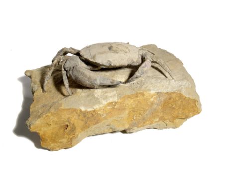 Fossils: A Fossil crab (Harpactocacinus puntatus)  Verona&#44; Eocene the specimen 18cm.; 7ins wide