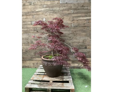 Large glazed planter with acer tree - THIS LOT IS TO BE COLLECTED BY APPOINTMENT FROM DUGGLEBY STORAGE, GREAT HILL, EASTFIELD