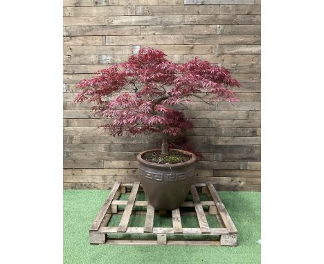 Large glazed planter with acer tree  - THIS LOT IS TO BE COLLECTED BY APPOINTMENT FROM DUGGLEBY STORAGE, GREAT HILL, EASTFIEL