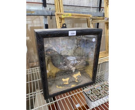 A VINTAGE WOODEN CASED TAXIDERMY PIGEON 