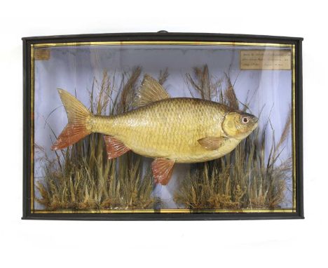 A COOPER ROACH,mounted in a naturalistic setting of reeds with sandy base, inscribed 'Taken by Mr Thos. B Sheppard at the Blu