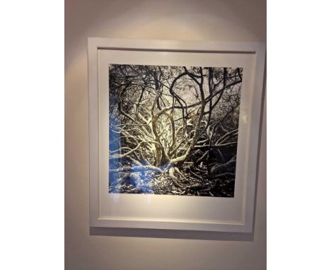 Gillian Allard Framed Print Wild Tree Dunregan Isle Of Sky Limited Edition 4/25 Signed Verso In A White Wood Frame 56 x  63cm