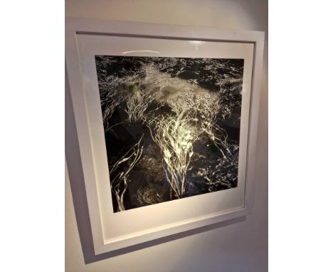 Gillian Allard Framed Print Water Forest Duntulm Isle Of Sky Limited Edition 4/25 Signed Verso In A White Wood Frame 56 xÂ&nb