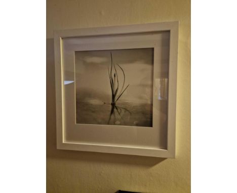 Gillian Allard Framed Print Still Life Solway Firth Signed Verso In A Modern White Wood Glazed Frame 48 xÂ&nbsp; 49cm Gillian