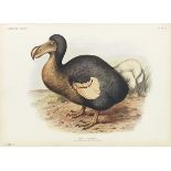 Lionel Walther Rothschild Dead as a Dodo Extinct birds. London, Hutchinson & Co. 1907. -