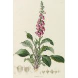Georg Friedrich Wilhelm Meyer Unikales Exemplar Flora des Königreichs Hannover. Tafelband I und lose