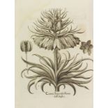 Basilius Besler Das erste Florilegium Hortus Eystettensis, sive diligens et accurata omnium