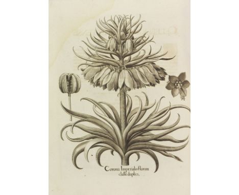 Basilius Besler     Das erste Florilegium Hortus Eystettensis, sive diligens et accurata omnium plantarum, florum, stirpium, 