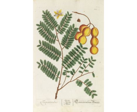 Elisabeth Blackwell     Herbarium Blackwellianum emendatum et auctum. - Vermehrtes und verbessertes Blackwellisches Kräuter-B