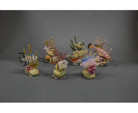 Six various Royal Worcester porcelain fish groups as modelled by R van Ruyckevelt being Sgt Major No. 3575, Red Mind No. 3572