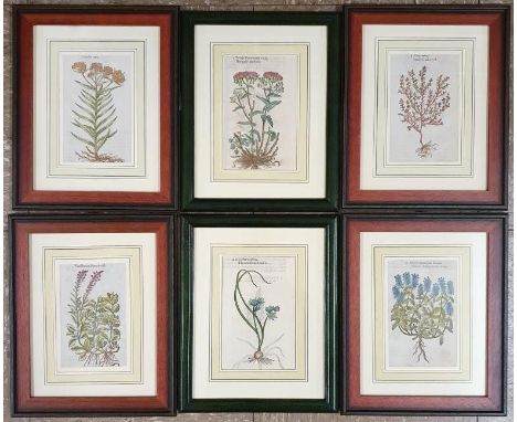 A Collection of Botanical Engravings - Marigolds &amp; Hyssopes, each frame c.10.5in x 15in, a larger pair and six smaller ex