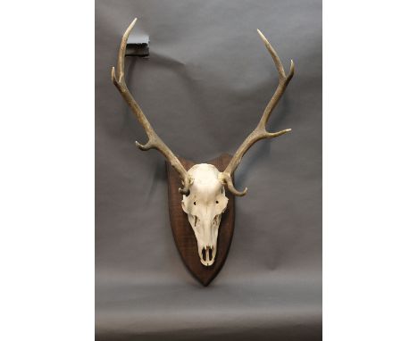 Taxidermy - A 9 point red stag skull, mounted on a mahogany shield.  Shield length 49 cm. 
