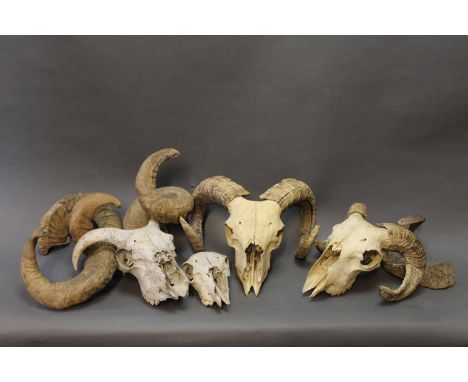 Taxidermy and of Stick Making Interest - Four sheep skulls and horns. 