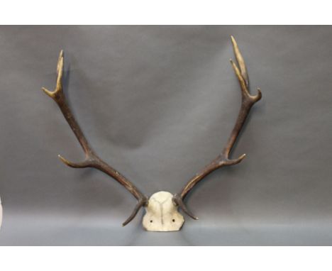 Taxidermy - A pair of 10 point red stag antlers mounted on a quarter skull.