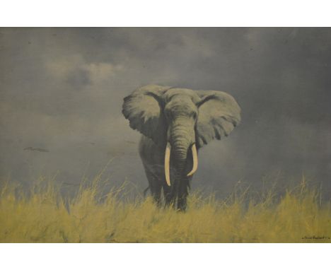 After David Shepherd, Elephant, colour print, 50cm x 75cm; and another print of elephants after David Shepherd. (Qty: 2)