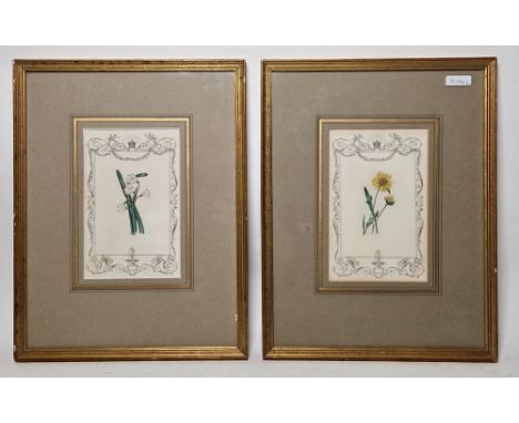 Six late 19th century framed and handcoloured botanical engravings, each within crowned and festooned border, each plate numb