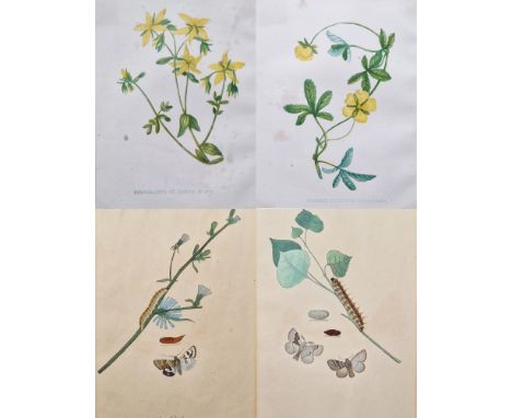 Six framed coloured botanical engravings, including two 19th century hand coloured engravings with botanical studies with but