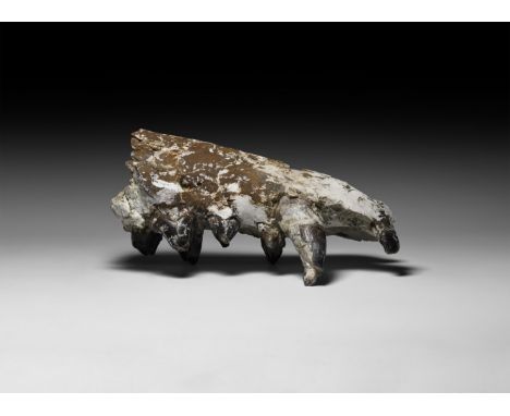 Oligocene Period, 28 million years BP. An Archaeotherium mortoni upper jaw displaying eight teeth and two partial teeth.   1.