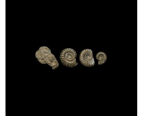 Lower Jurassic, Pliensbachian Stage, 190-182 million years BP. A group of three pyrite Tropidoceras sp. ammonites, together w