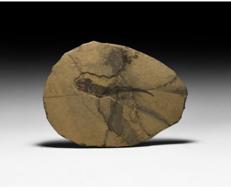 Permian Period, 300-260 million years BP. A fossil Branchiosaurus petrolei amphibian in a matrix.   868 grams, 23.7cm (9 1/4"