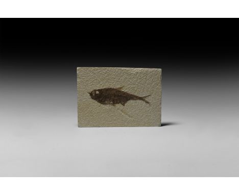 Eocene Period, 56-33 million years BP. A fossil Knightia alta fish in a matrix.   262 grams, 12.7 x 9cm (5 x 3 1/2"). From an